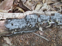 Biscogniauxia atropunctata