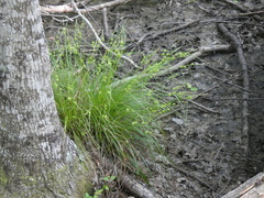 Carex atlantica