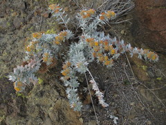Acmispon argophyllus adsurgens