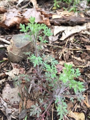 Collomia heterophylla