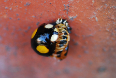 Harmonia axyridis