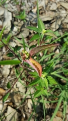 Euphorbia