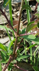 Euphorbia