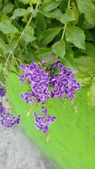 Duranta