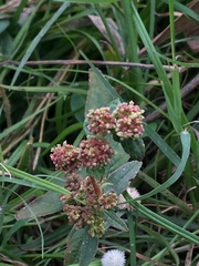 Euphorbia hirta image