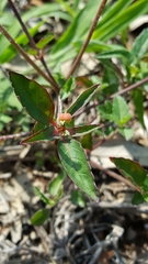 Euphorbia