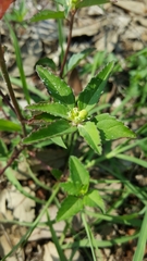 Euphorbia