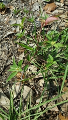 Euphorbia