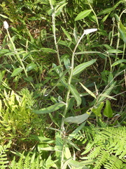 Pterocaulon pycnostachyum