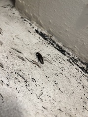 Ignelater havaniensis