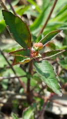 Euphorbia