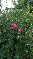 Bougainvillea