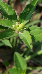 Euphorbia