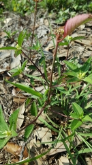 Euphorbia