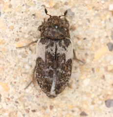 Dermestes marmoratus