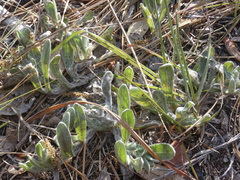 Chrysopsis gossypina