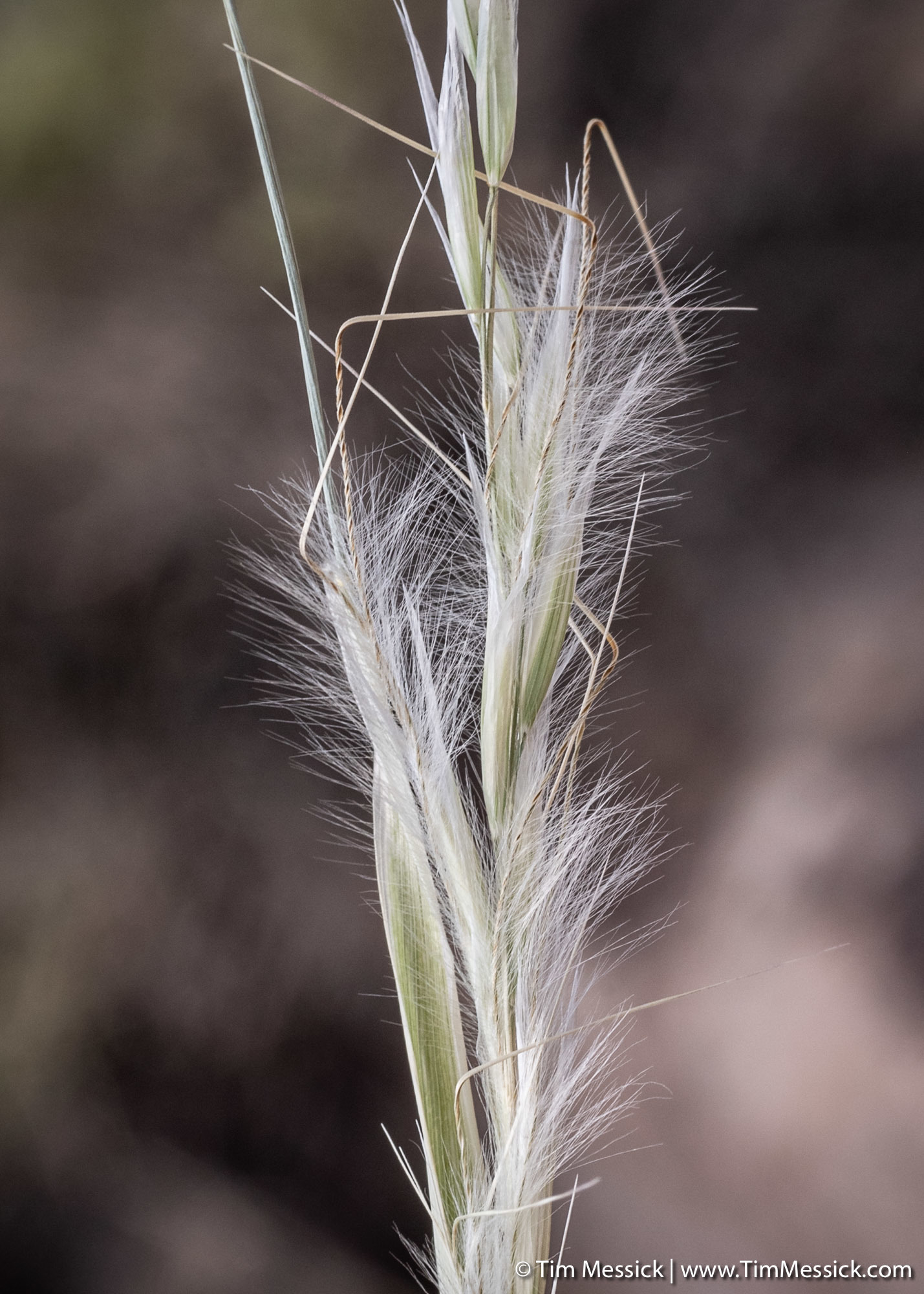Pappostipa speciosa