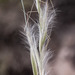 Desert Needlegrass - Photo (c) Tim Messick, some rights reserved (CC BY-NC), uploaded by Tim Messick