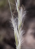 Desert Needlegrass - Photo (c) Tim Messick, some rights reserved (CC BY-NC), uploaded by Tim Messick