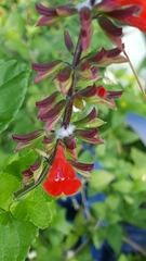 Salvia coccinea