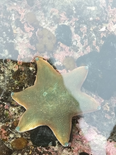 New Zealand Common Cushion Star, photo 9 of 9