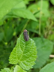 Atalantycha dentigera