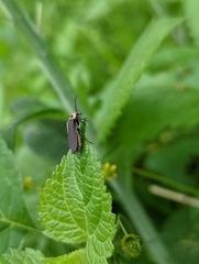 Atalantycha dentigera