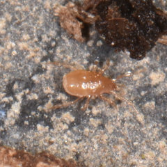 Pergamasus