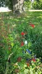 Salvia coccinea