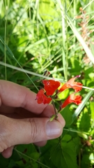 Salvia coccinea