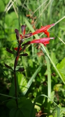 Salvia coccinea