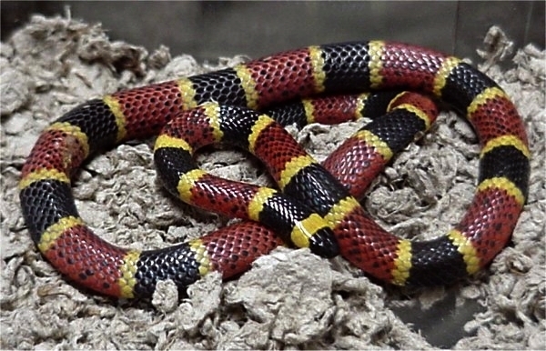 Texas Coral Snake (Venomous And Non-venomous Snakes Of Louisiana ...