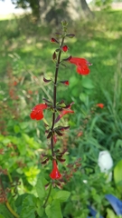 Salvia coccinea
