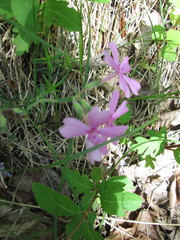 Phlox nivalis