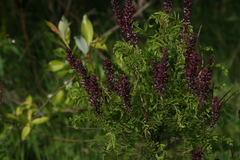 Amorpha nana