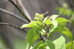 Croton blanchetianus