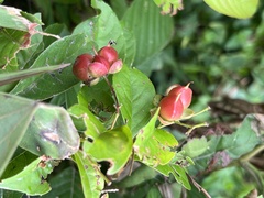 Tetracera indica