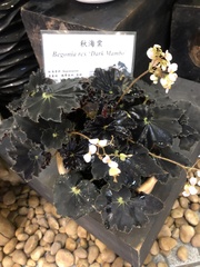 Begonia rex-cultorum