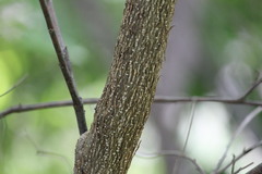 Croton blanchetianus
