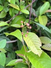 Tetracera indica