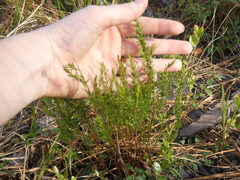 Hypericum tenuifolium