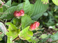 Tetracera indica