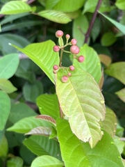 Tetracera indica