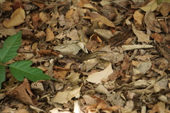 Plestiodon tetragrammus brevilineatus
