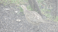 Phasianus colchicus torquatus