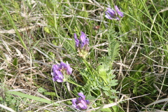 Astragalus agrestis