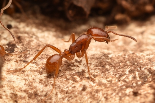 Labidus coecus photo 2