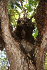 Metrosideros robusta