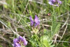 Astragalus agrestis