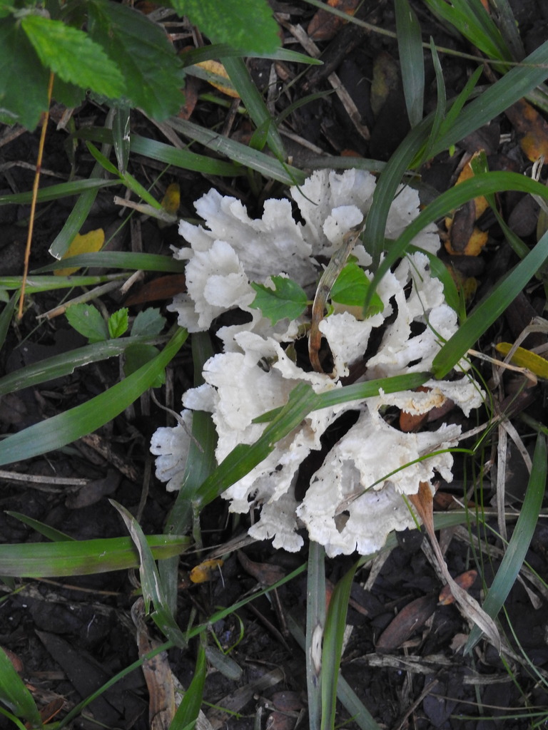 Irpex rosettiformis · April 2022 · photo: © elbeltrocco (iNaturalist, cc-by)